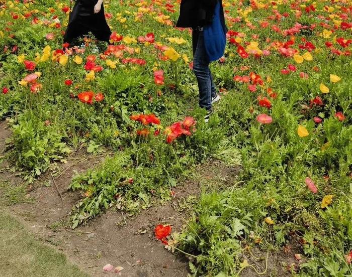 “请脚下留情文明赏花！”共青森林公园虞美人花海遭踩踏提前结束花期