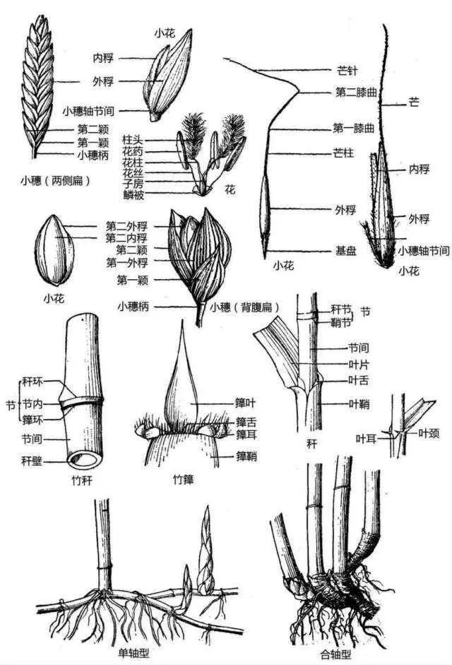 最全的植物形态图解 ，学植物认植物的要收藏~
