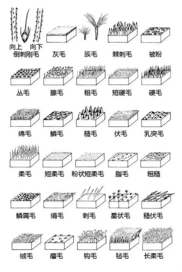 最全的植物形态图解 ，学植物认植物的要收藏~