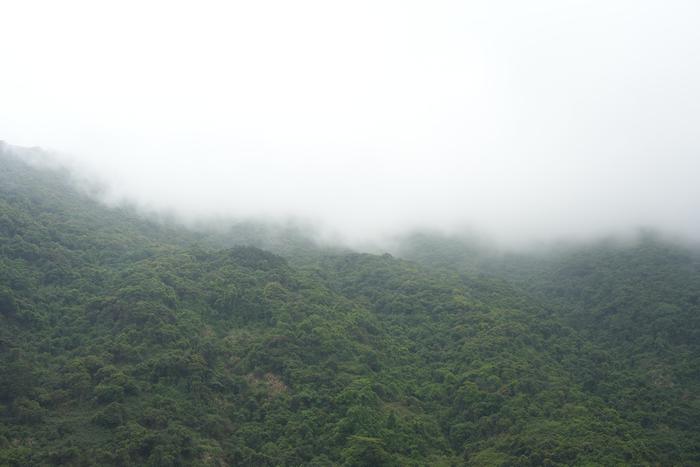 深圳四时｜春雨如诗，将万物写成思念