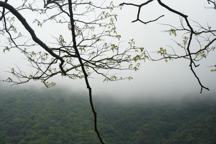 深圳四时｜春雨如诗，将万物写成思念