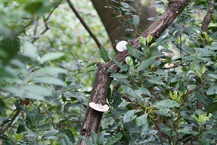 深圳四时｜春雨如诗，将万物写成思念