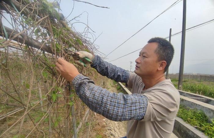 营养价值丰富！喜欢煲汤的肇庆人，别错过这种“宝藏”食材→