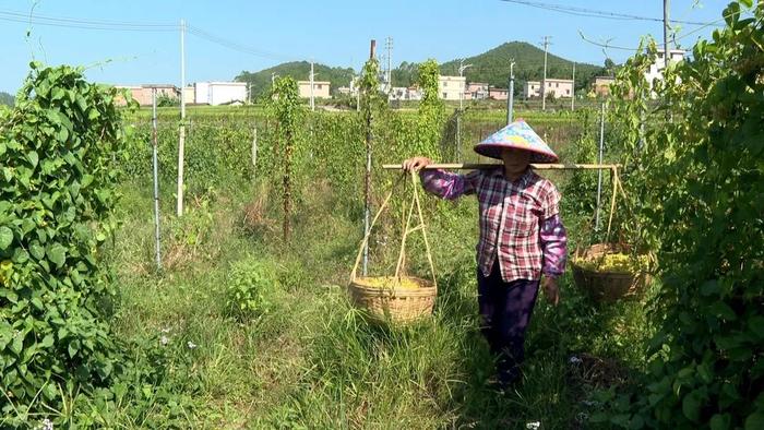 营养价值丰富！喜欢煲汤的肇庆人，别错过这种“宝藏”食材→