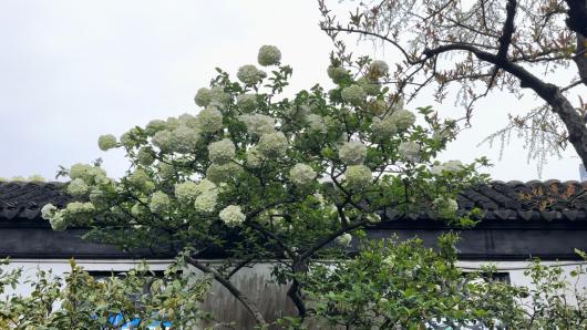 木绣球花盛开正当时，团团花海引人爱