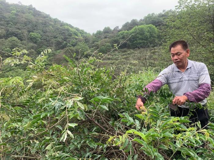 向上突围丨云浮6个示范基地每年供湾牛大力600吨！