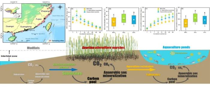 福建师范大学湿地生态研究团队在滨海湿地碳循环关键过程方面取得系列进展（3篇）