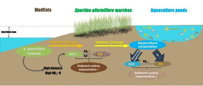 福建师范大学湿地生态研究团队在滨海湿地碳循环关键过程方面取得系列进展（3篇）