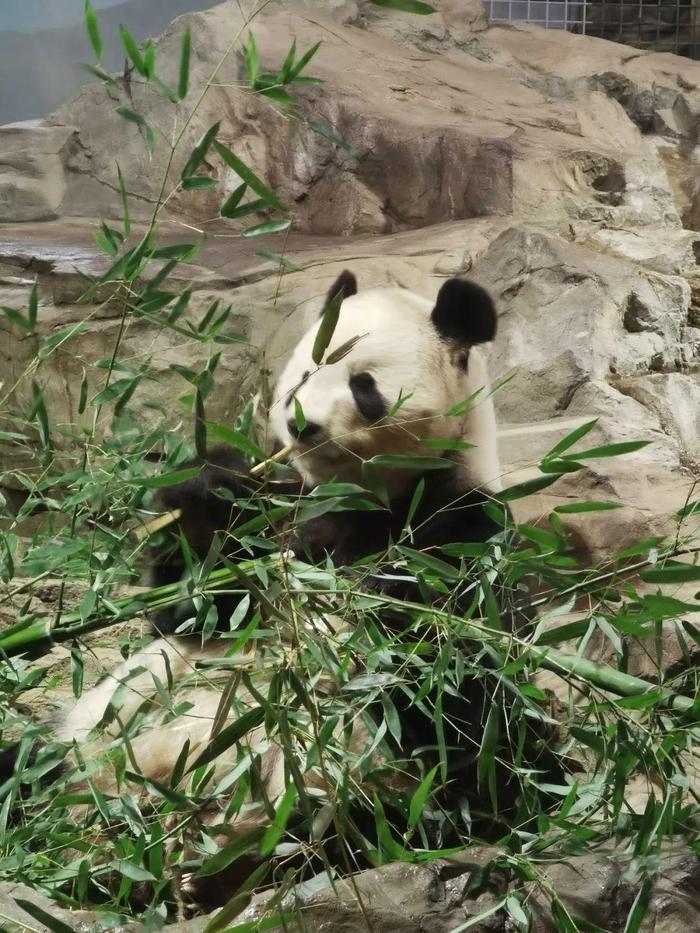 ▲图为大熊猫“添添”吃竹子