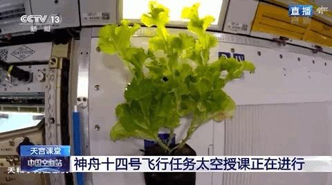 “太空种菜”有什么不一样？