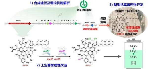 研究解析抗真菌药物米卡芬净前体合成机制