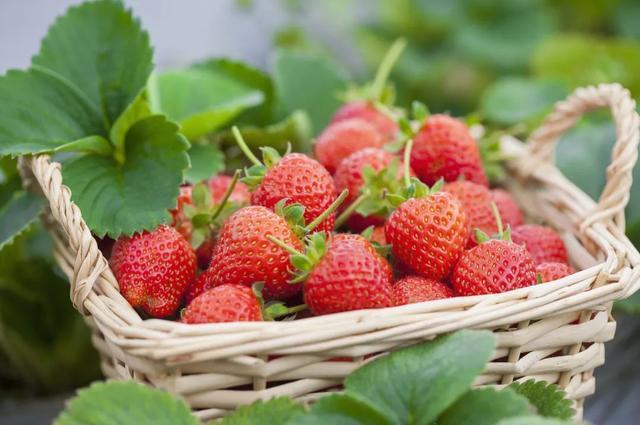 草莓是“最脏的水果”、白草莓是转基因的？事实真的如此吗→