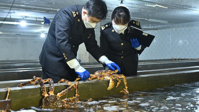 俄罗斯帝王蟹、年度输华首船新西兰猕猴桃凶猛入沪，不足百天就超去年全年量！