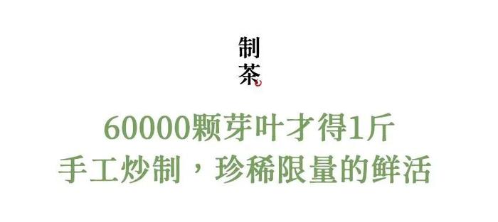 今年春天第一口鲜！明前初芽西湖龙井，爱茶的人都在抢这杯，喝到就是赚到