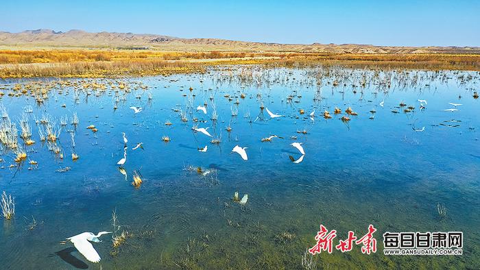 【图片新闻】武威市民勤县石羊河国家湿地公园一派生机勃勃的景象