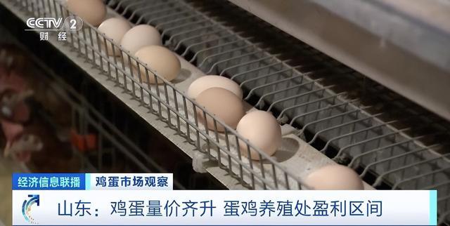3月份全国鸡蛋价格上涨！山东：鸡蛋量价齐升 蛋鸡养殖处盈利区间