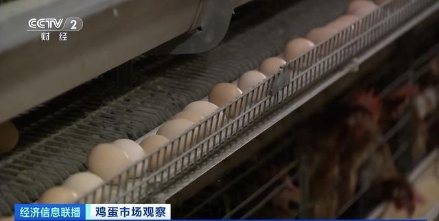 3月份全国鸡蛋价格上涨！山东：鸡蛋量价齐升 蛋鸡养殖处盈利区间