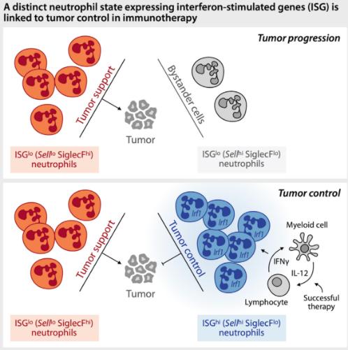 重大发现！两篇Cell：揭示中性粒细胞在肿瘤免疫疗法中的重要作用，或为免疫疗法成败的关键！