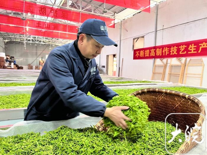 胡飞星：线上加线下，好茶出深山