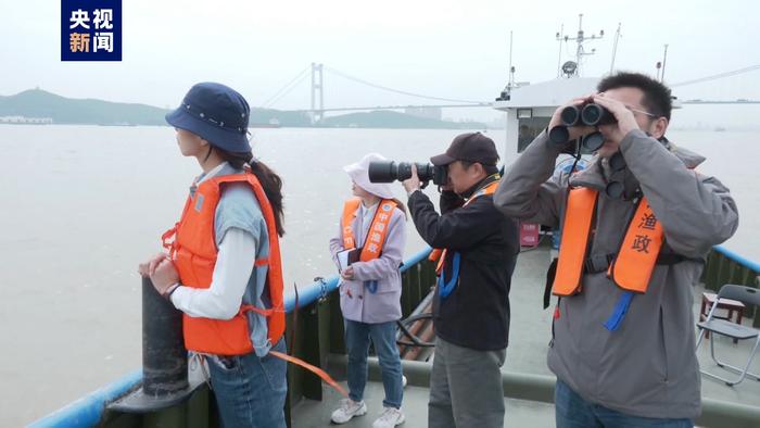 长江江豚调查团队在江苏靖江段发现多只江豚