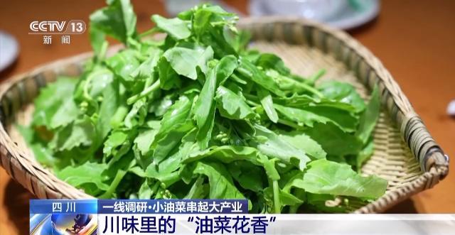 四川：小油菜串起大产业