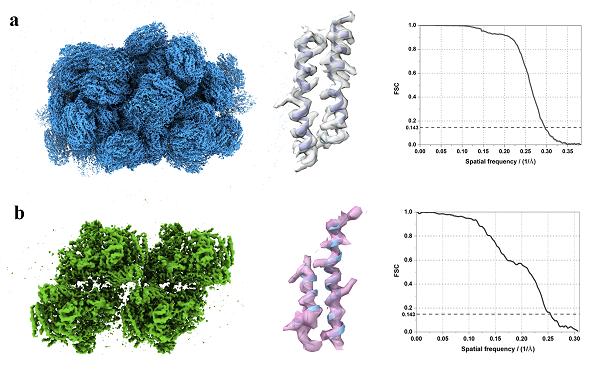 新技术实现蛋白质在细胞内的高通量、高分辨结构解析