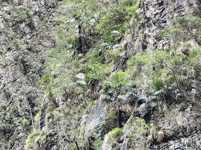 野生棕榈 “现身”重庆阴条岭兰英大峡谷