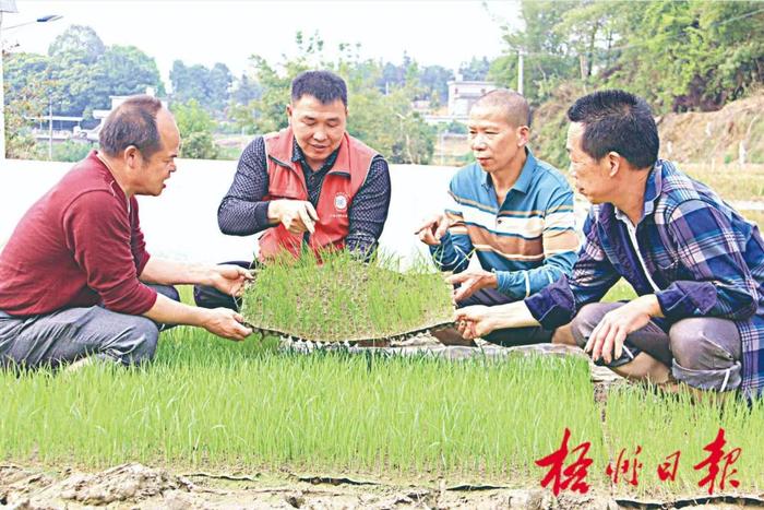 万象“耕”新！梧州市各地科技特派员走进田间地头，传授育秧技术助力春耕