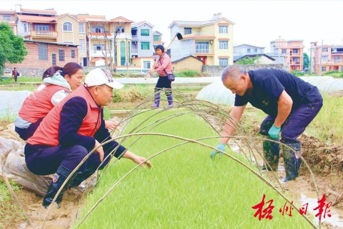 万象“耕”新！梧州市各地科技特派员走进田间地头，传授育秧技术助力春耕