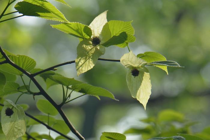 首次自然开花！国家一级重点保护植物“鸽子树”珙桐在成都市植物园盛放