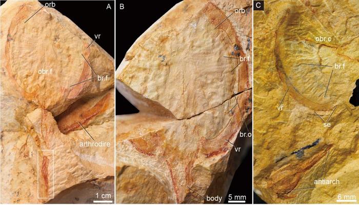 科学研究发现4.1亿年前九尾狐甲鱼及其特征