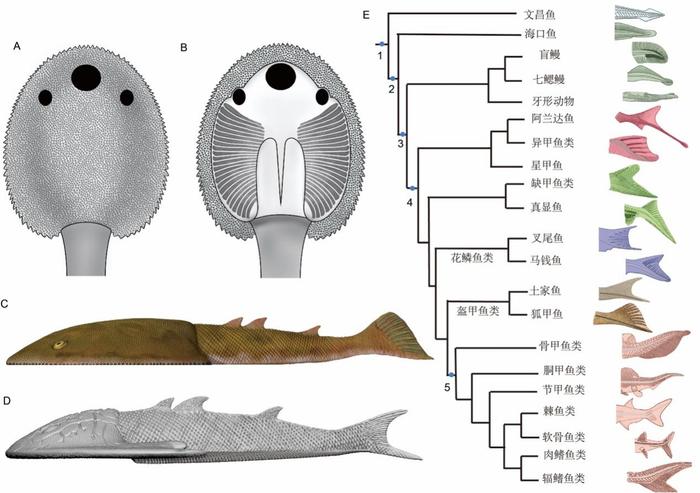 科学研究发现4.1亿年前九尾狐甲鱼及其特征