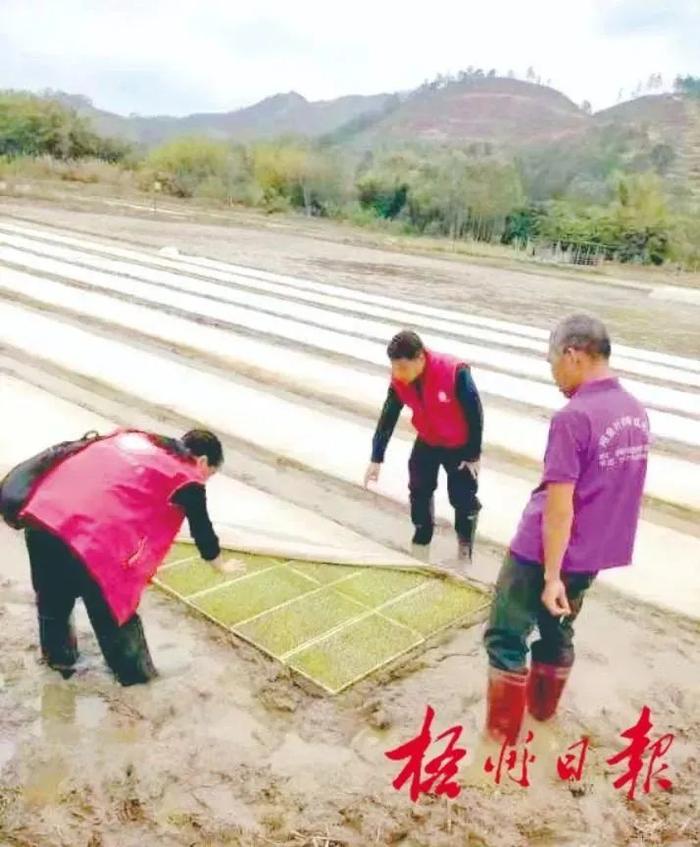 万象“耕”新！梧州市各地科技特派员走进田间地头，传授育秧技术助力春耕