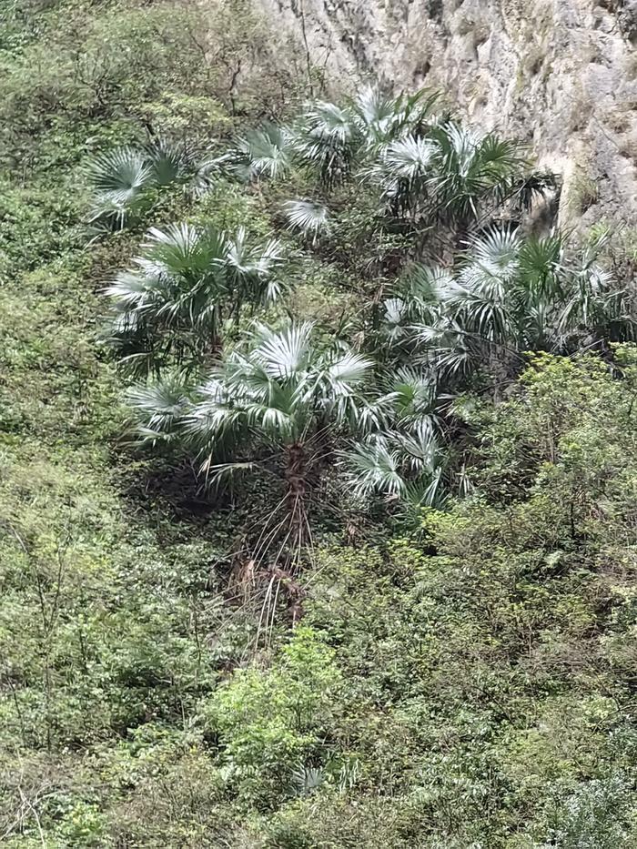 野生棕榈 “现身”重庆阴条岭兰英大峡谷