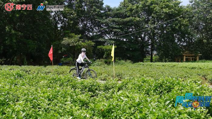 横州茉莉花→茶叶→奶茶！《周周有料到》探秘茉莉花茶的“前世今生”