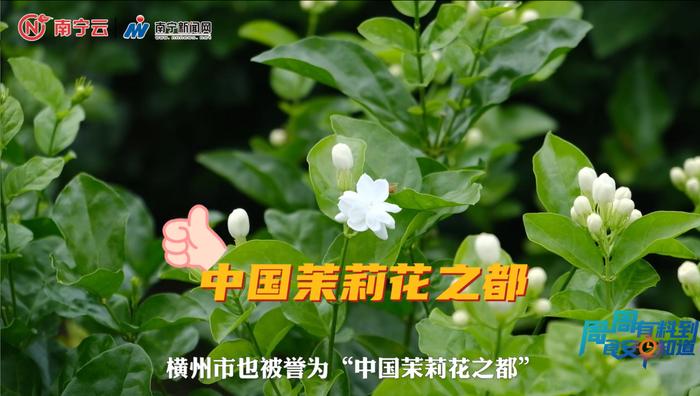 横州茉莉花→茶叶→奶茶！《周周有料到》探秘茉莉花茶的“前世今生”