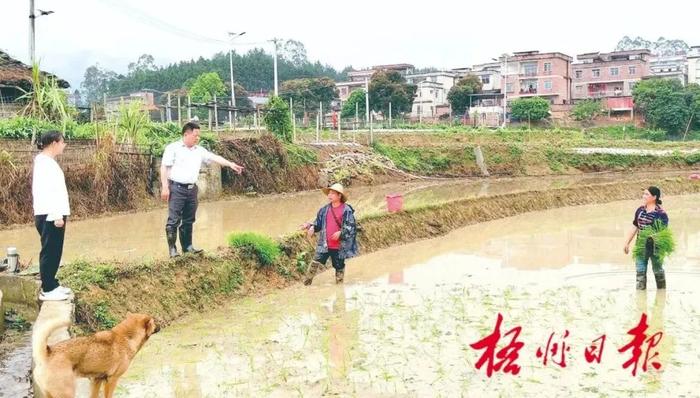 万象“耕”新！梧州市各地科技特派员走进田间地头，传授育秧技术助力春耕