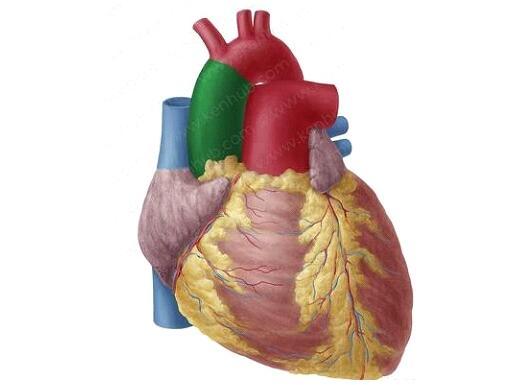 科普丨关于心脏的影像学检查，你了解多少？