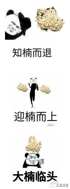 令人“知楠而退”的花开满上海街头！专家为它“叫屈”：除了难闻，优点真的很多！