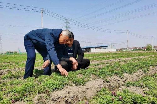 泰州海陵：探索多元化集体经济增收模式，走出特色强村富民路