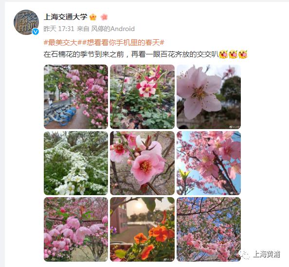 令人“知楠而退”的花开满上海街头！专家为它“叫屈”：除了难闻，优点真的很多！