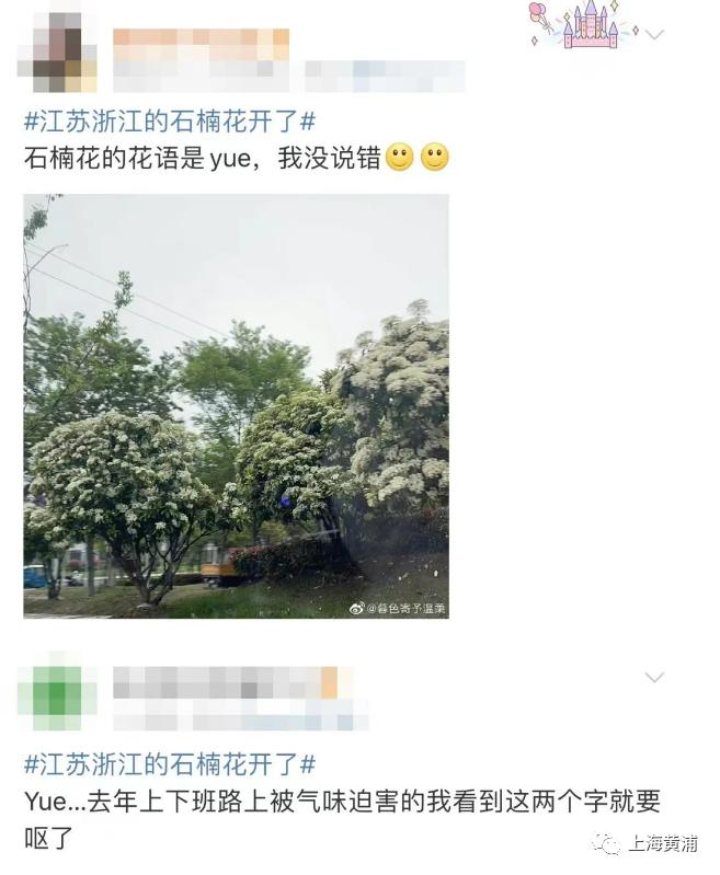 令人“知楠而退”的花开满上海街头！专家为它“叫屈”：除了难闻，优点真的很多！