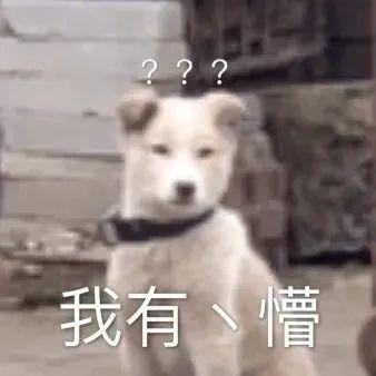 中国版《忠犬八公》，最大的问题是在国内上映