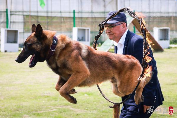 这位“军犬司令”将亲手训练的导盲犬赠给盲人