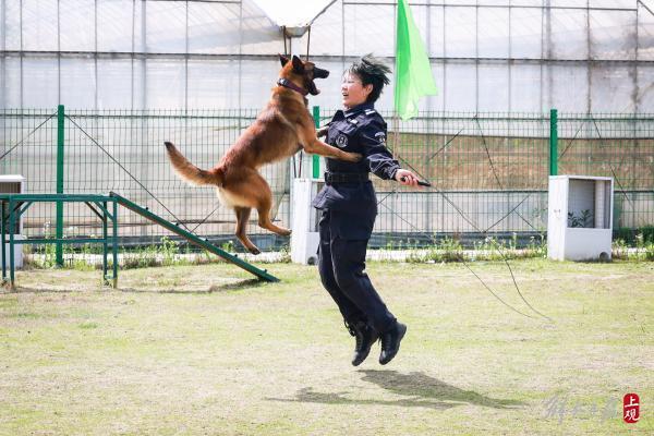 这位“军犬司令”将亲手训练的导盲犬赠给盲人