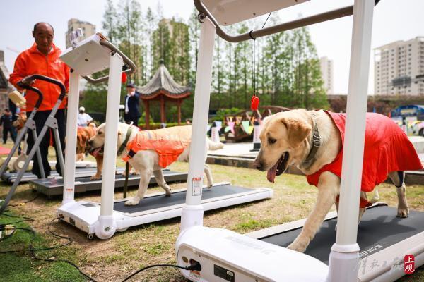 这位“军犬司令”将亲手训练的导盲犬赠给盲人