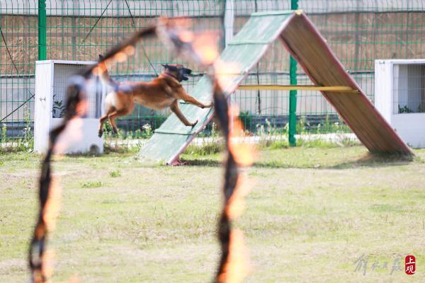 这位“军犬司令”将亲手训练的导盲犬赠给盲人