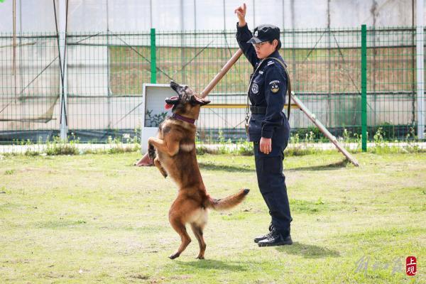 这位“军犬司令”将亲手训练的导盲犬赠给盲人