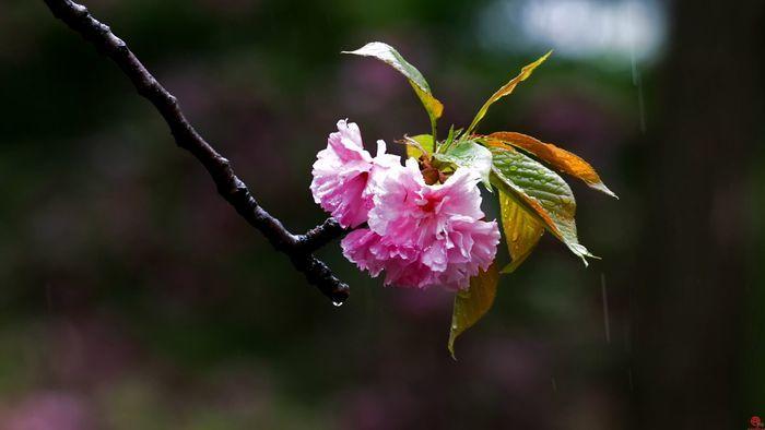 清明时节 杏花春雨 济南变成诗意之城