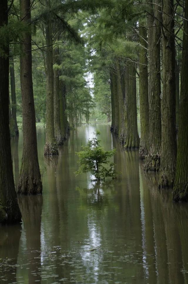 适合骑行的季节，一起骑游上海五个新城，在春风里赏花去